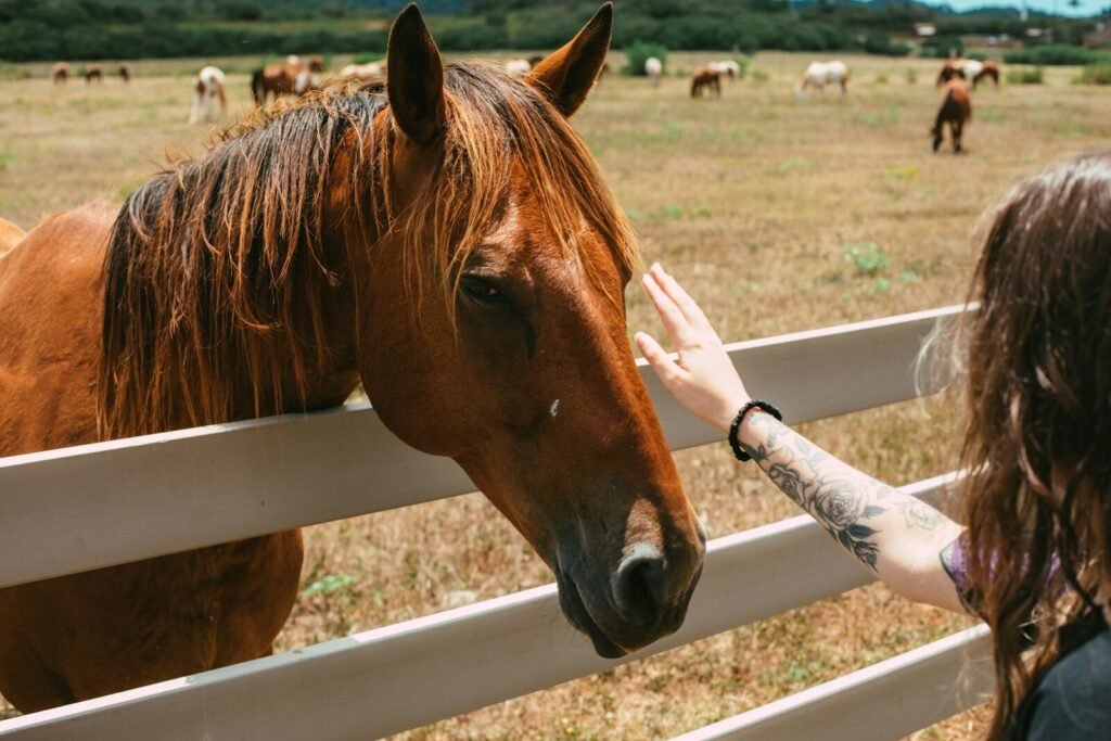 brown horse on green grass field during daytime