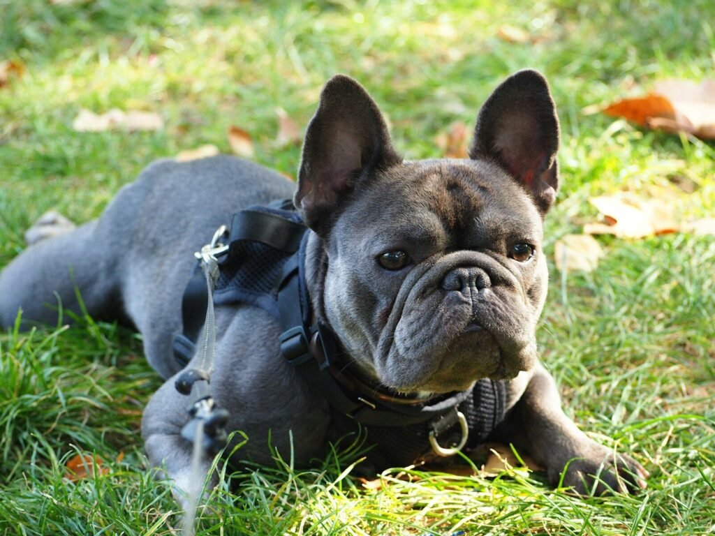 The ROI of Kindness: What AI Cannot Replace 1 small dog on green field representing the ROI of kindness and unconditional trust in leadership
